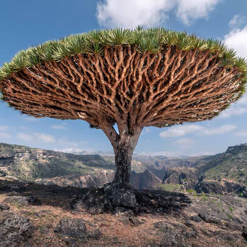 Sokotra