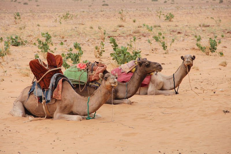 Mauretanien und Westsahara